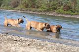 BULLMASTIFF 035